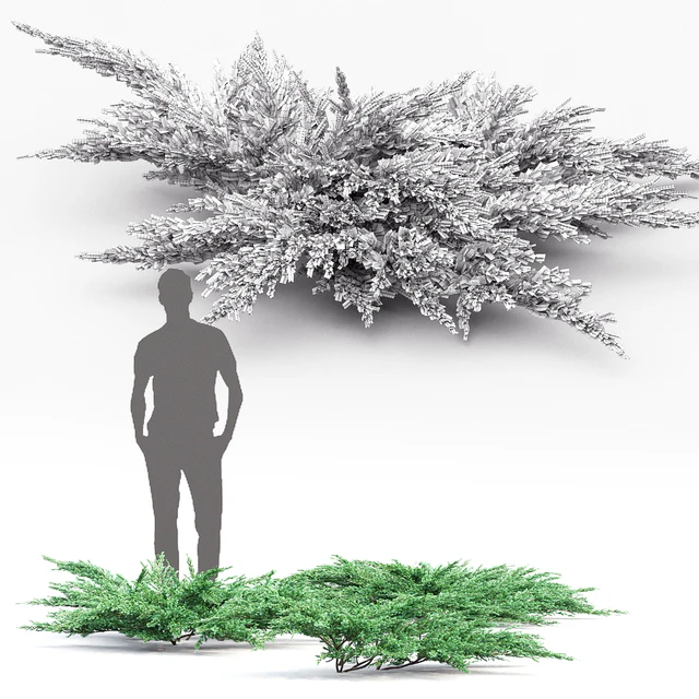 Juniperus squamata # 2 — Descargar
