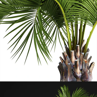 Butia capitata palm, Decorative palm tree in a black flowerpot, office plants, interior, loft, flower, butia — Ver 2
