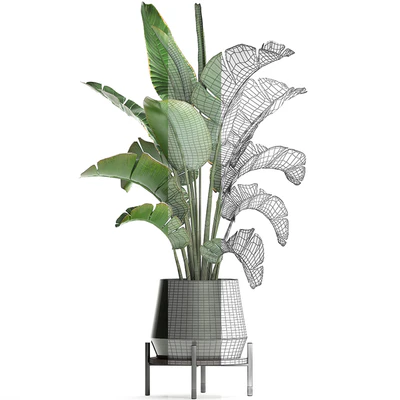 Beautiful lush decorative Banana palm in a modern luxury pot on legs with strelitzia, indoor banana. Set 446. — Ver 3