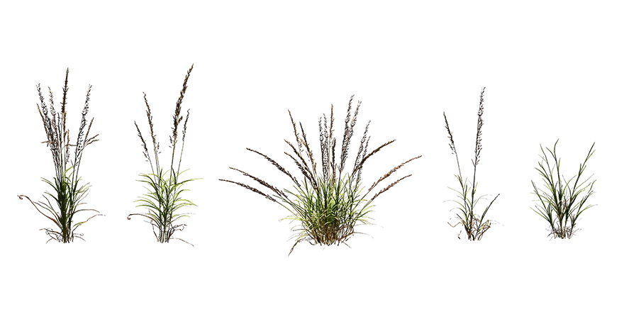 reed grass 001 — Download