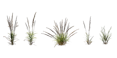 reed grass 001 — download