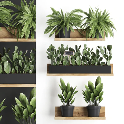 Shelf with flowers Plant  398. Cactus, fern, Prickly pear, prickly pear, indoor plants, eco design — Ver 1