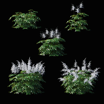 Astilba Japanese White | Astilbe japonica — Ver 4