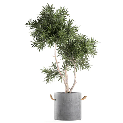 Decorative small tree in a black concrete pot, topiary. Set 741. — Ver 4