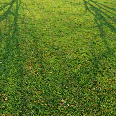 Cut grass — Вид 4