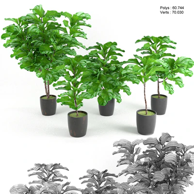 Ficus Lyrata — Ver 1