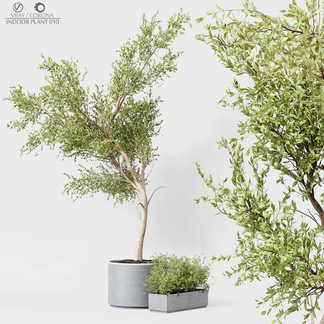 Indoor Plant 010 — Descargar