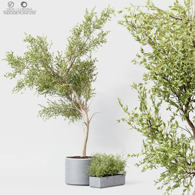 Indoor Plant 010 — Ver 1