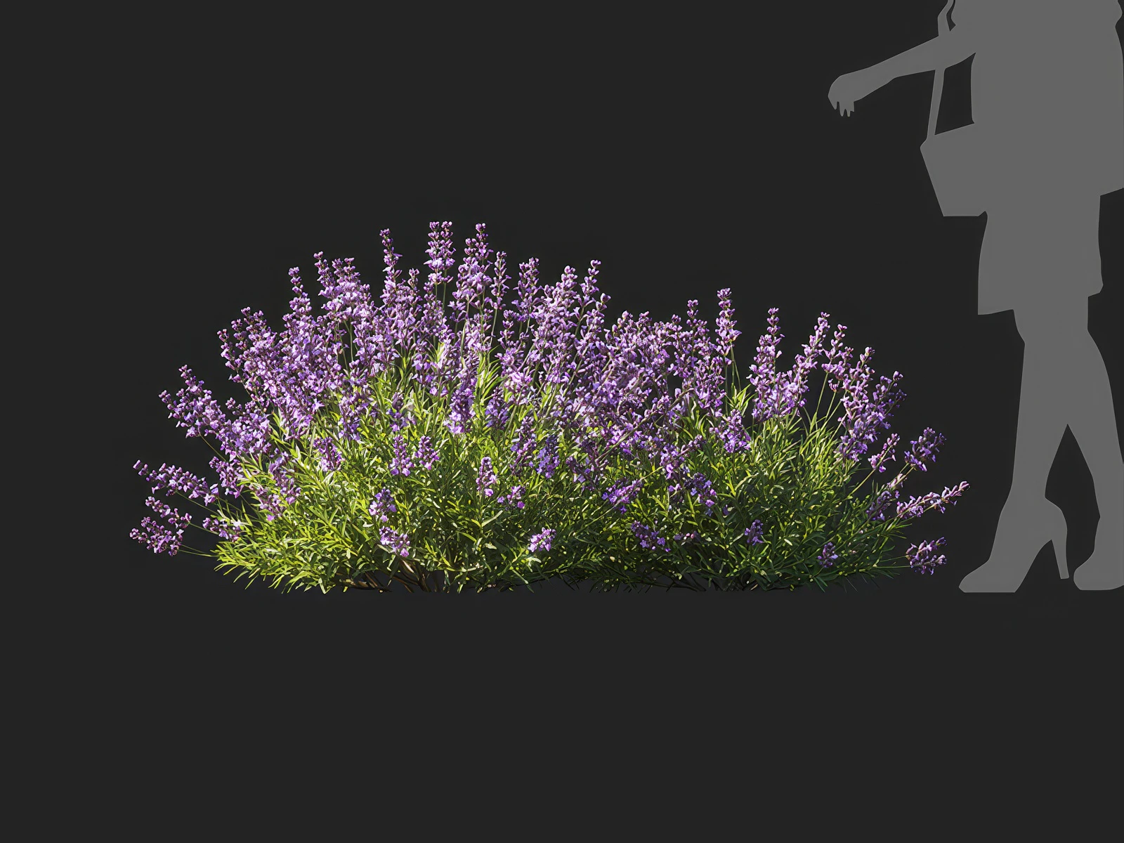 lavandula angustifolia 002 — Descargar
