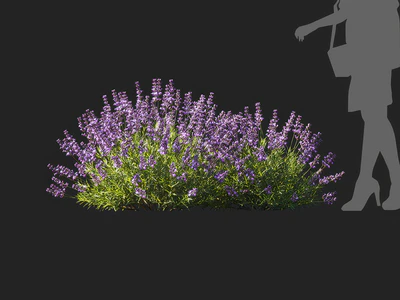 lavandula angustifolia 002 — Descargar