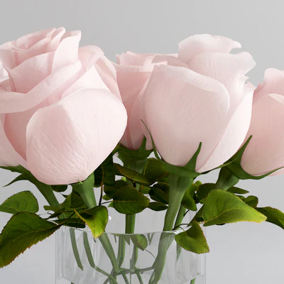 Light pink roses in a vase — Ver 3