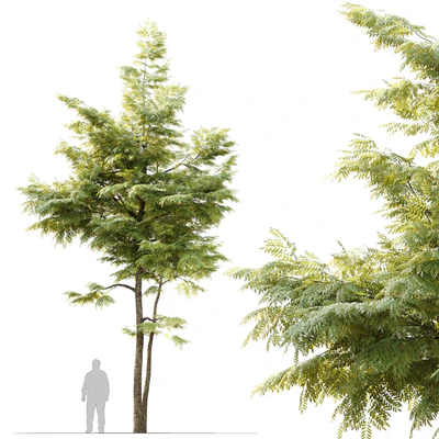 Ash tree 10 — Вид 1