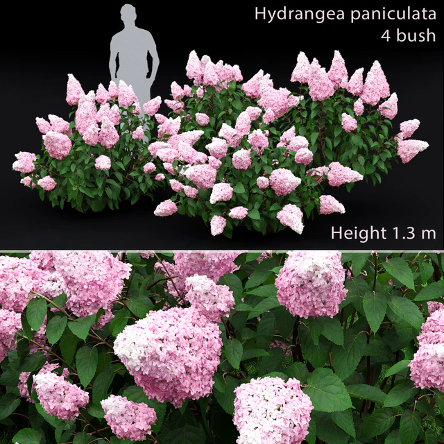 Hydrangea paniculata — Скачать