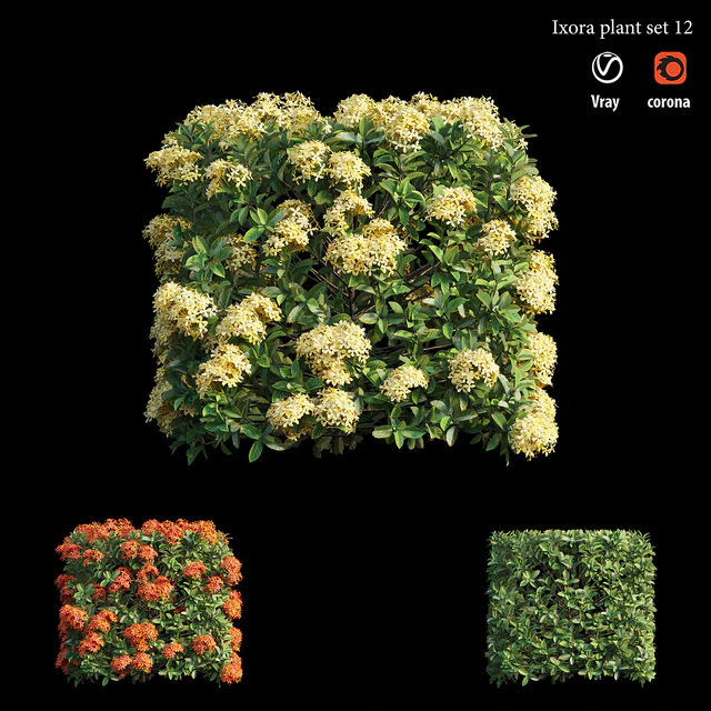 Ixora plant set 12 — Descargar