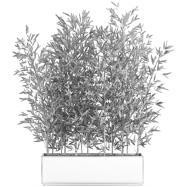Lush thickets of bamboo bushes in a white pot pot, bamboo. Set 579. — Descargar