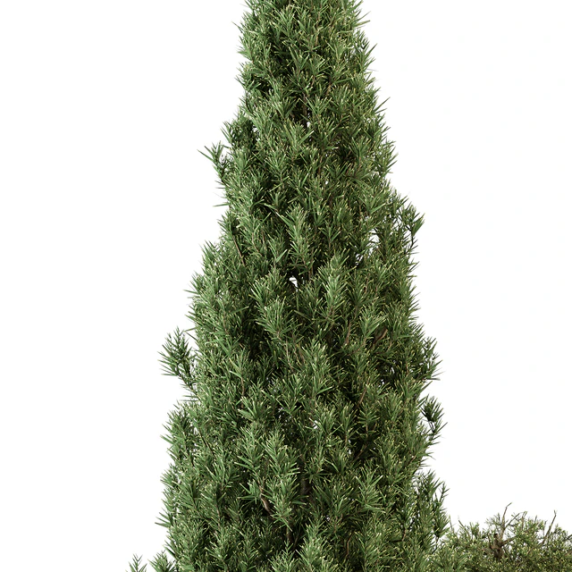 Garden Set Topiary and pine Plants - Outdoor Plants Set 410 — Скачать