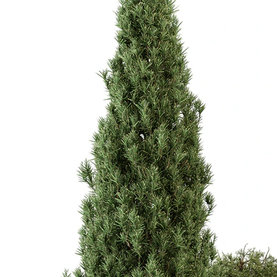 Garden Set Topiary and pine Plants - Outdoor Plants Set 410 — Вид 4