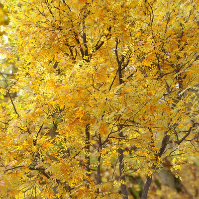 Autumn summit green ash (Fraxinus pennsylvanica Summit) — Ver 4