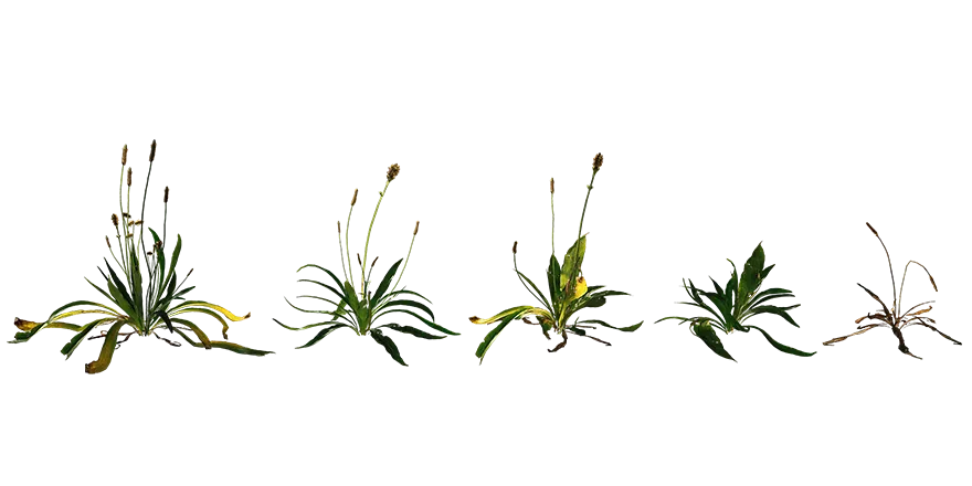 ribwort plantain 001 — Скачать