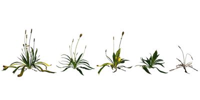 ribwort plantain 001 — download