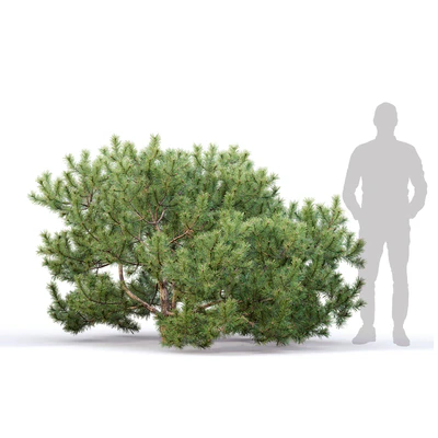 Pine — Ver 4
