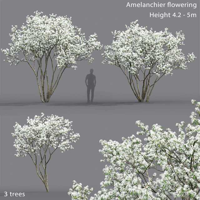 Amelanchier — Descargar