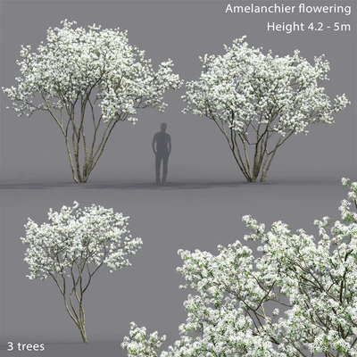 Amelanchier — Ver 1