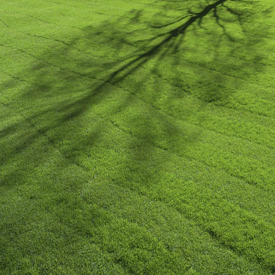 lawn grass — Ver 5