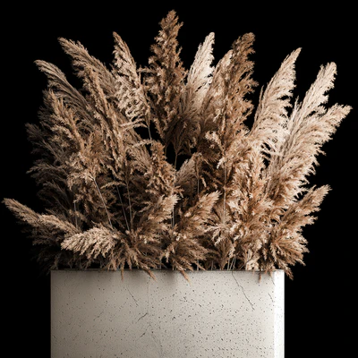 Dried flower bouquet of pampas from dry reeds in a concrete vase of pampas grass, Cortaderia. 268. — Ver 5