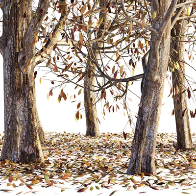 Collection of dry autumn trees 001 — Ver 3