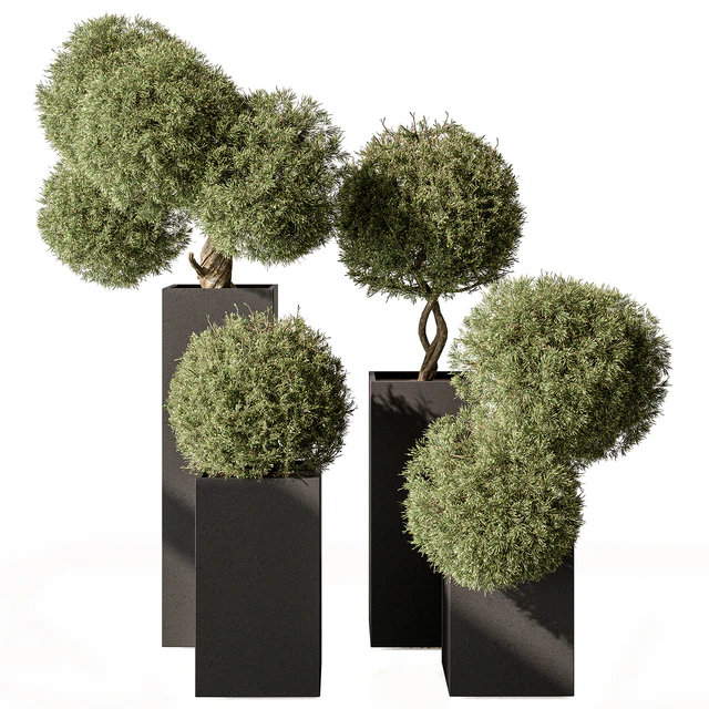 Topiary Plant in Box - Outdoor Plants 445 — Скачать