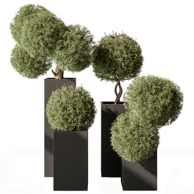 Topiary Plant in Box - Outdoor Plants 445 — Вид 1