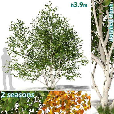 Betula pendula multi stem V01 — Ver 1
