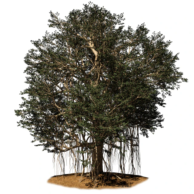 banyan tree — Скачать