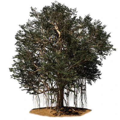 banyan tree — Вид 1