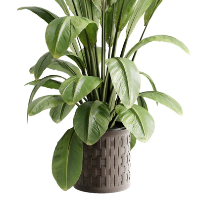 Ravenala plant in a pot - set indoor plant 686 — Ver 4