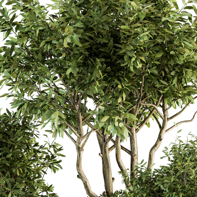 Outdoor Plants tree in Concrete Pot - Set 128 — Скачать