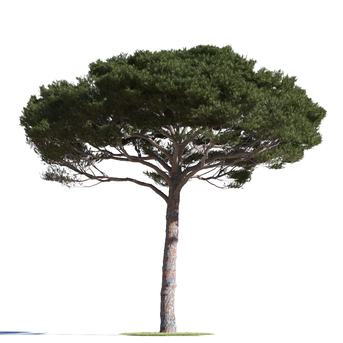 coniferous trees 011 — Descargar