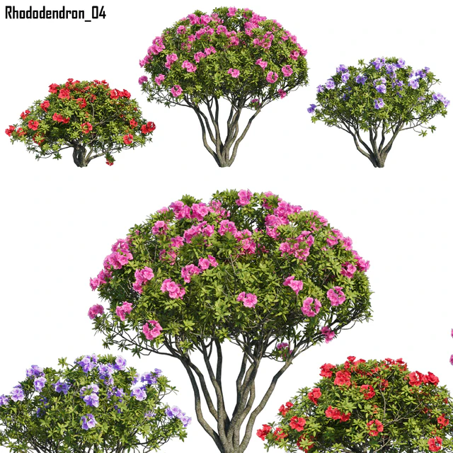 Rhododendron 04 — Descargar