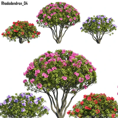 Rhododendron 04 — Descargar