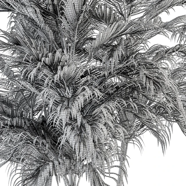 Three Type Palm Tree - Tree Set 55 — Descargar