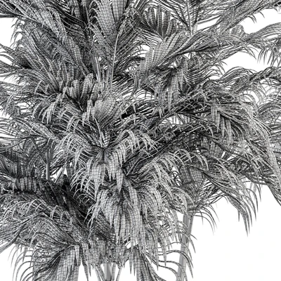 Three Type Palm Tree - Tree Set 55 — Ver 4