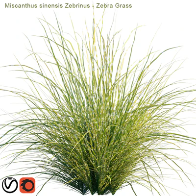 Miscanthus sinensis Zebrinus | Zebra Grass — Вид 2