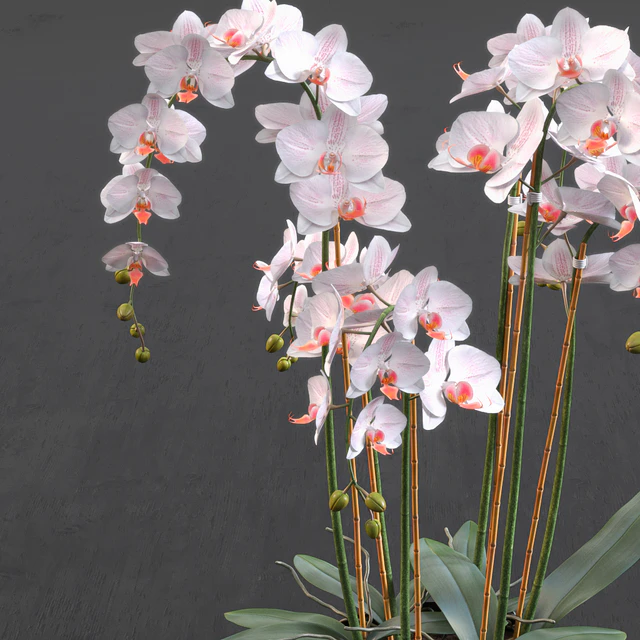 Orchid — Descargar