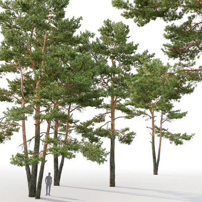 Pine — Ver 3