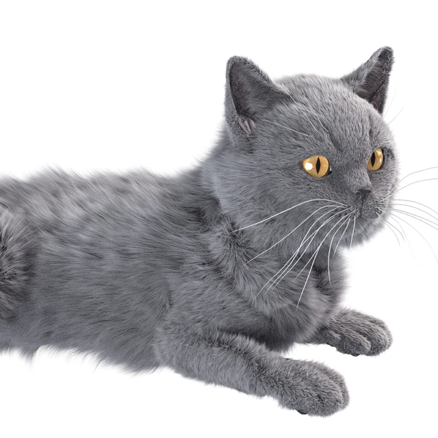 Gray Cat — Descargar