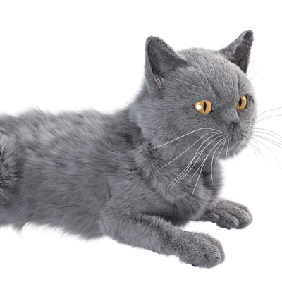 Gray Cat — Ver 5