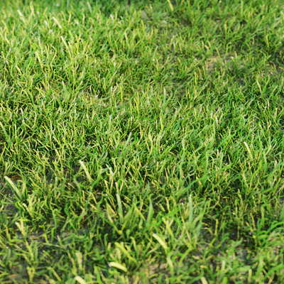 Grass for landscaping — Ver 1
