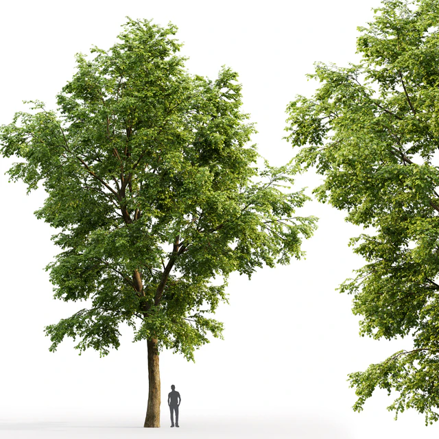 Tilia platyphyllos — Descargar