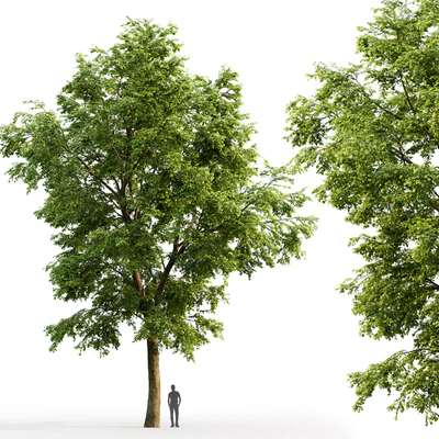 Tilia platyphyllos — Ver 3